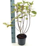 Cornus alba 'Gouchaultii'