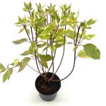 Cornus alba 'Gouchaultii'