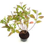 Cornus sericea 'Cardinal'