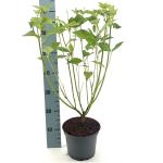 Cornus sericea 'Flaviramea'
