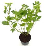 Cornus sericea 'Flaviramea'