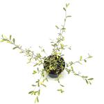 Corokia virgata 'Sunsplash'