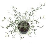 Corokia virgata