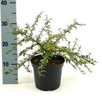 Cotoneaster suec. 'Coral Beauty'