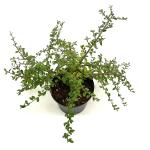 Cotoneaster suec. 'Coral Beauty'