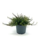 Cotoneaster congestus