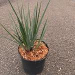 Dianella revoluta Little Rev