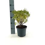 Elsholtzia stauntonii