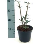 Euonymus alat. 'Compactus'