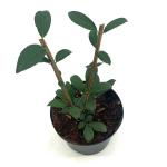 Euonymus alat. 'Compactus'
