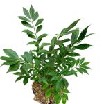 Euonymus alat. 'Compactus'
