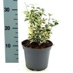 Euonymus fort. 'Silver Queen'