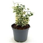 Euonymus fort. 'Silver Queen'