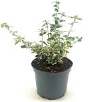Euonymus fort. 'Silver Queen'