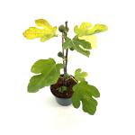 Ficus car. 'Brown Turkey'