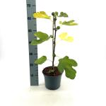 Ficus car. 'Brown Turkey'