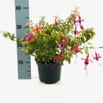 Fuchsia 'Genii'