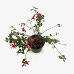 Fuchsia 'Mrs Popple'