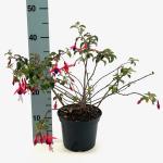 Fuchsia 'Mrs Popple'