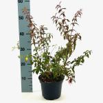 Fuchsia 'Riccartonii'