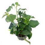 Hedera colchica 'Fall Favourite'