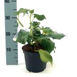 Hedera colchica 'Fall Favourite'