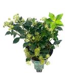 Hedera hel. 'Simone'