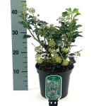 Hedera hel. 'Simone'