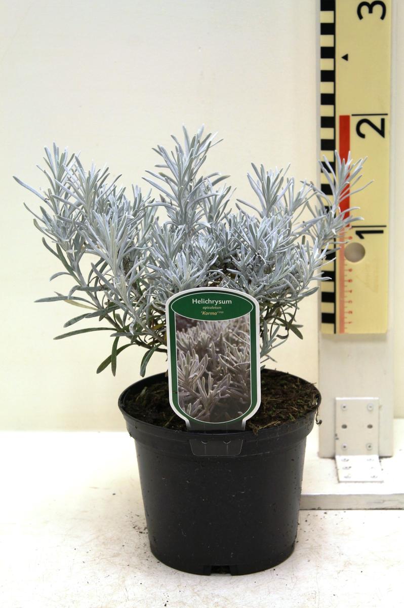 Helichrysum apiculatum 'Korma'