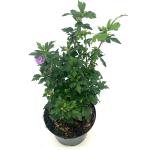 Hibiscus syr. 'Ardens'
