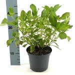 Hydrangea m. 'Mad. Emile Mouill&egrave;re', wit
