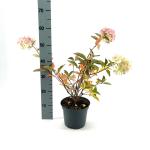 Hydrangea pan. 'Grandiflora'