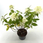 Hydrangea pan. Little Spooky