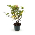 Hydrangea pan. Skyfall