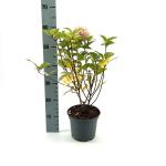 Hydrangea pan. Skyfall