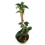 Hydrangea petiolaris