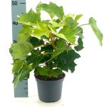 Hydrangea querc. 'Munchkin'