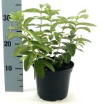 Hypericum calycinum