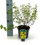 Hypericum 'Hidcote'