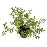 Hypericum moserianum