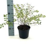 Hypericum moserianum