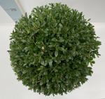 Ilex crenata 'Stokes', bol