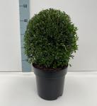 Ilex crenata 'Stokes', bol