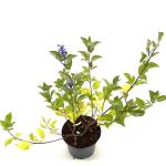 Vitex Chicagoland Blues