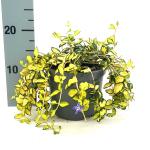 Vinca minor Illumination