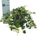 Vinca minor 'La Grave', blauw