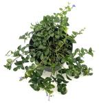 Vinca minor 'La Grave', blauw