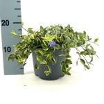 Vinca minor 'Aureovariegata'