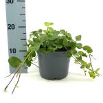 Vinca major