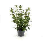 Viburnum tin. 'Eve Price'